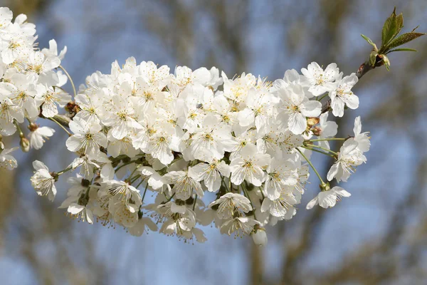 Una Rama Flor Cerezo Blanco Bonito Prunus Plena Floración Contra — Foto de Stock
