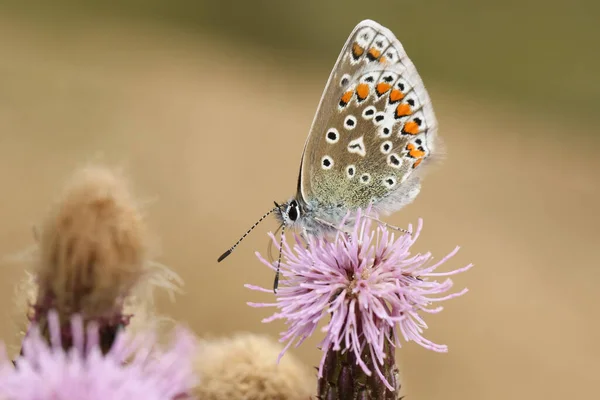 Egy Csinos Kék Pillangó Polyommatus Icarus Táplálkozás Egy Bogáncs Virág — Stock Fotó