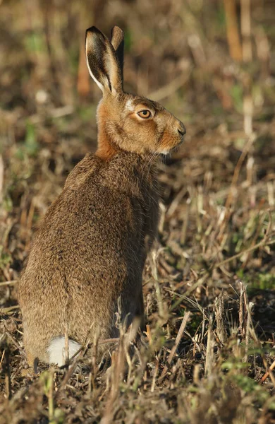 Stunning Brown Hare Lepus Europaeus Portrait — Stock Photo, Image
