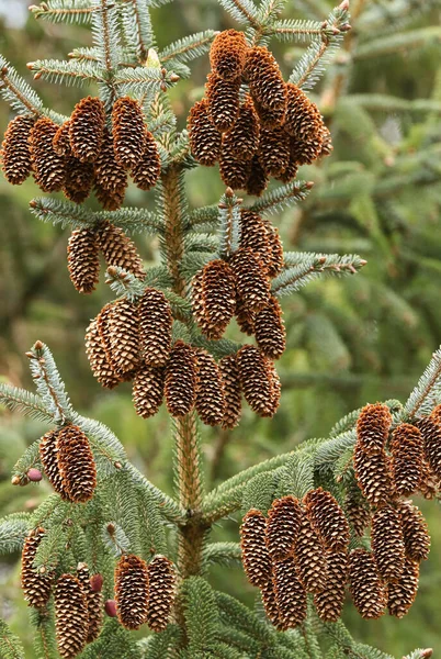 Spruce, Tree, Sitka, Picea sitchensis 'in İngiltere' deki ağaçlık alanda yetişen güzel bir dalı..