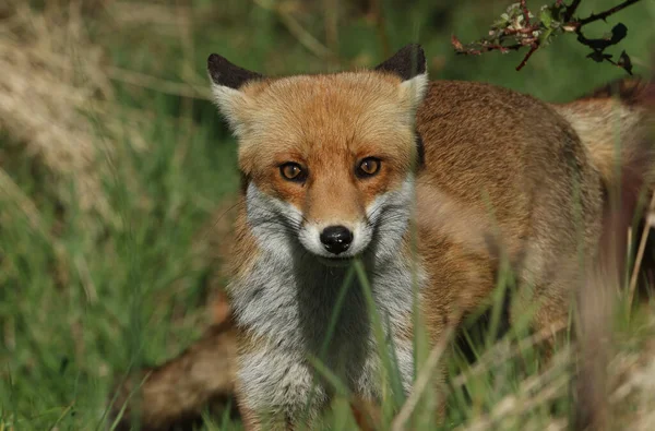Uma Magnífica Raposa Vermelha Selvagem Vulpes Vulpes Caçando Campo Primavera — Fotografia de Stock