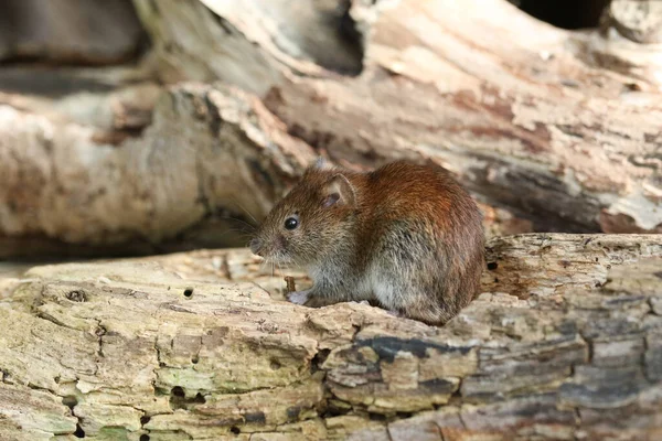 Cute Wild Bank Vole Myodes Glareolus Foraging Food Log Pile — Stock Photo, Image