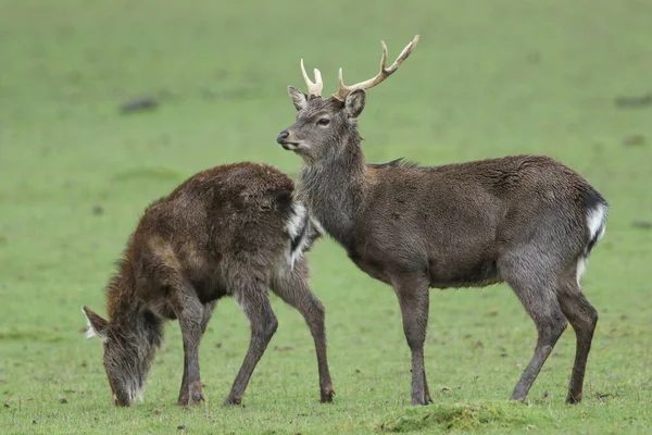 放牧されているファンの隣の畑には ケルベス ニッポン マンチュリクスという鹿が立っています — ストック写真