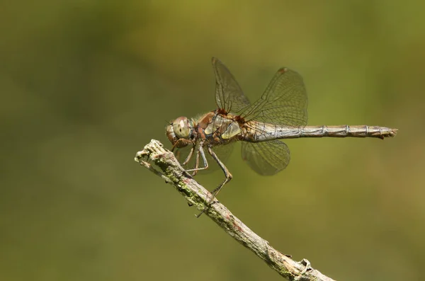 Pouco Comum Darter Dragonfly Sympetrum Striolatum Pousando Galho — Fotografia de Stock