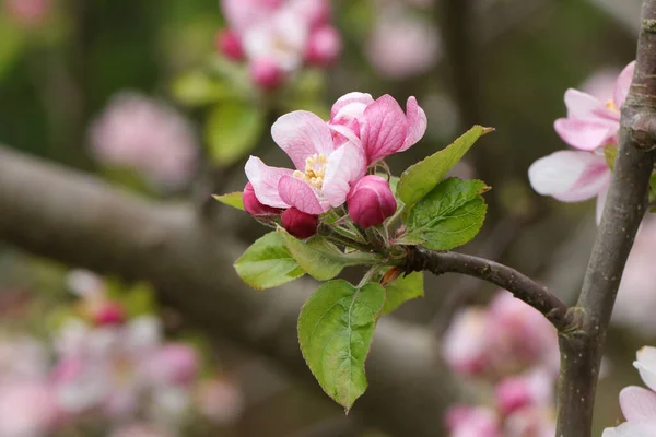 Una Rama Pretty Apple Blossom Malus Creciendo Campo Reino Unido — Foto de Stock