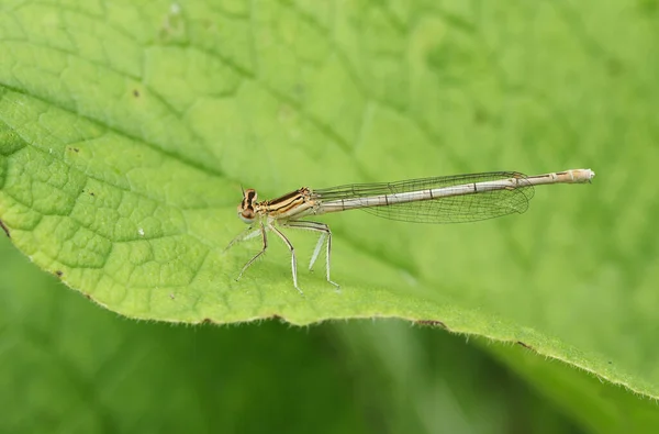 Rare White Legged Damselfly Platycnemis Pennipes Perching Leaf — Stock Photo, Image