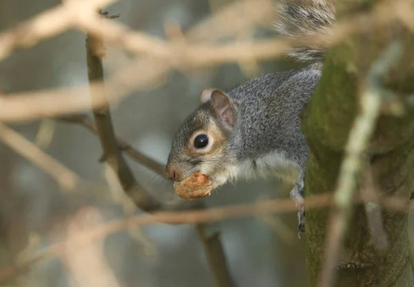 Cute Grey Squirrel Scirius Carolinensis High Tree Food Its Mouth — Stock Photo, Image