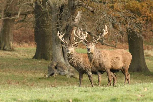 Dois Veados Vermelhos Cervus Elaphus Borda Uma Madeira Durante Época — Fotografia de Stock