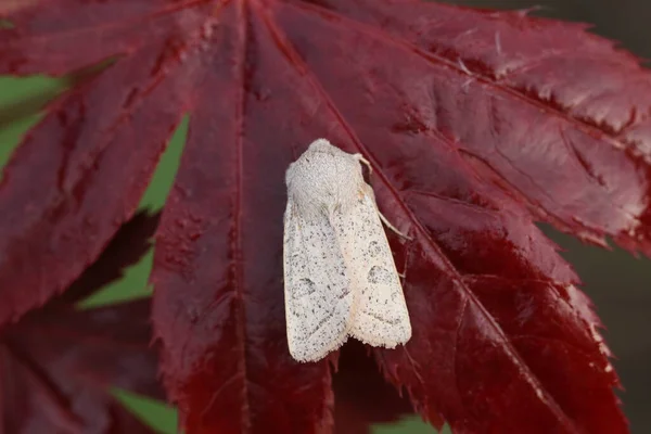 Powdered Quaker Moth Orthosia Gracilis Perched Red Acer Tree Leaf — Stock Photo, Image