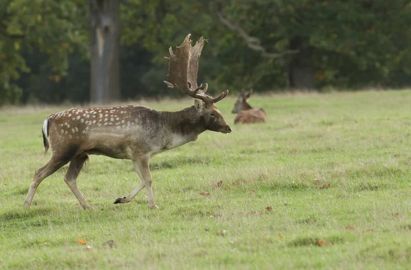 Magnifico Fallow Deer Buck Dama Dama Che Cammina Attraverso Campo — Foto Stock