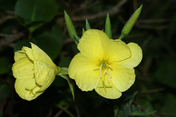 Una Flor Amarilla Primrose Oenothera Biennis Planta Que Crece Prado —  Fotos de Stock
