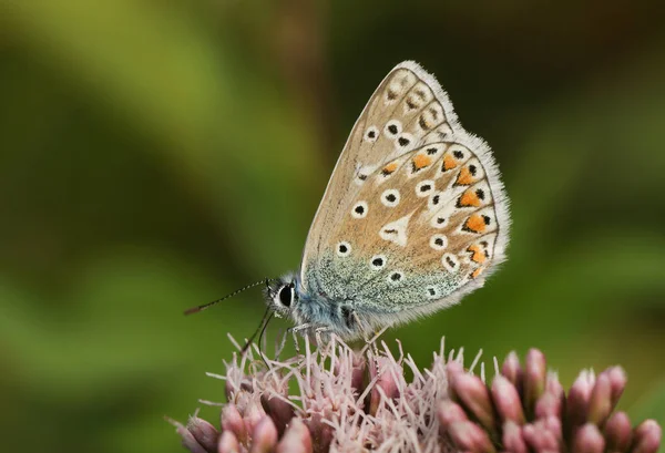 かなり一般的な青い蝶 一夫多妻制のIcarus ピンクの花の上に首飾り — ストック写真