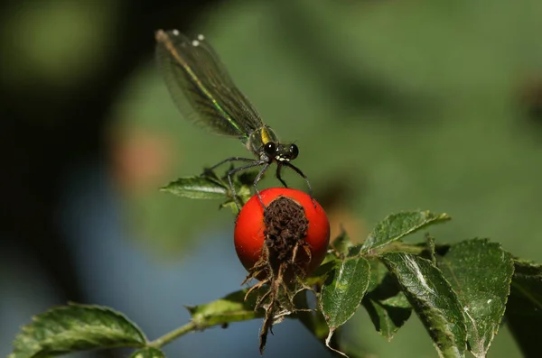 Una Hembra Caza Banded Demoiselle Damiselle Calopteryx Splendens Encaramada Una — Foto de Stock