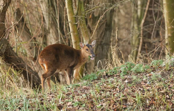 Uma Bela Fêmea Muntjac Veado Muntiacus Reevesi Alimentando Uma Ilha — Fotografia de Stock