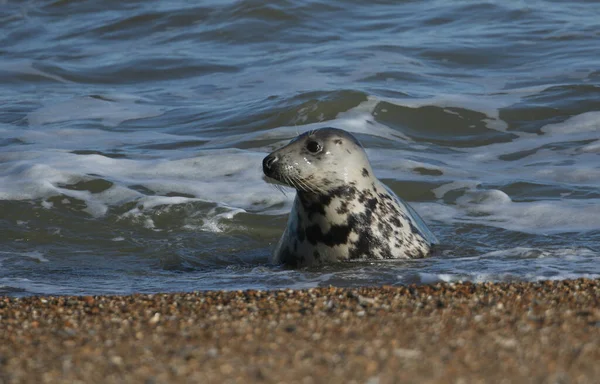 Una Bellissima Foca Grigia Halichoerus Grypus Che Esce Dal Mare — Foto Stock