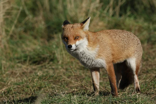 Uma Magnífica Caça Selvagem Red Fox Vulpes Vulpes Prado — Fotografia de Stock