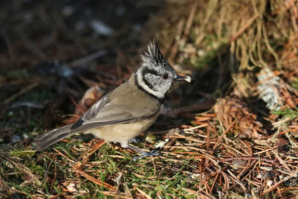 Rare Crested Tit Lophophanes Cristatus Searching Food Forest Floor Abernathy — 图库照片