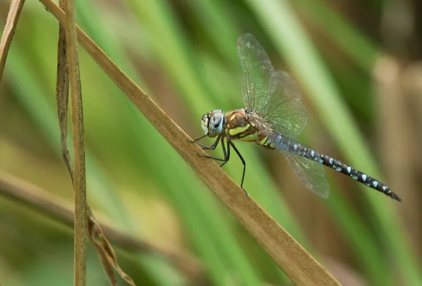 Чоловічий Мігруючий Яструб Dragonfly Aeshna Mixta Який Сидить Тростині Краю — стокове фото