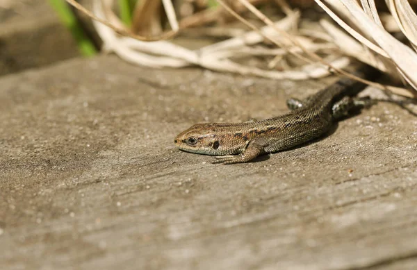 Una Splendida Lucertola Comune Zootoca Vivipara Che Riscalda Una Passerella — Foto Stock