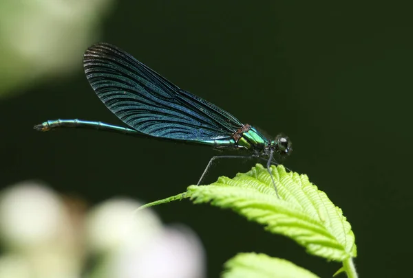 Male Beautiful Demoiselle Calopteryx Virgo Perched Leaf Edge Fast Flowing — Stock Photo, Image