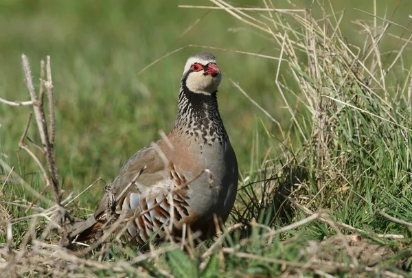 Ein Atemberaubendes Rebhuhn Alectoris Rufa Beim Fressen Auf Einem Feld — Stockfoto