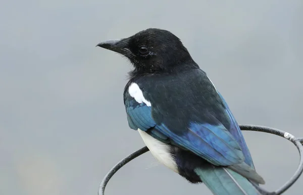 Magpie Muito Juvenil Pica Pica Poleiro Metal — Fotografia de Stock