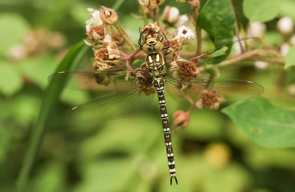 Beautiful Southern Hawker Dragonfly Aeshna Cyanea Perched Blackberry Flowers — Stock Photo, Image