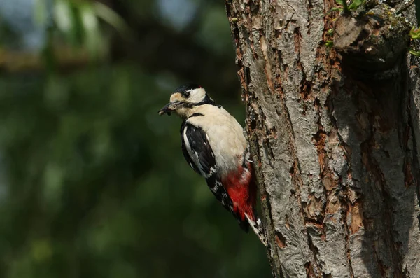 一只壮丽的雄性大啄木鸟栖息在柳树筑巢洞口的边缘 喙上长满了昆虫 正准备喂饱它的宝宝 — 图库照片