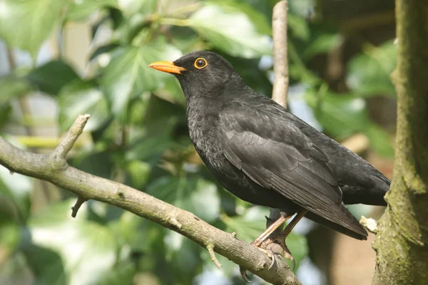 Piękny Samiec Blackbird Turdus Merula Siedzący Gałęzi Drzewie — Zdjęcie stockowe