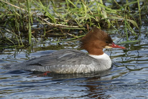 Uma Goosander Fêmea Mergus Merganser Nadar Num Rio Tem Mergulhado — Fotografia de Stock