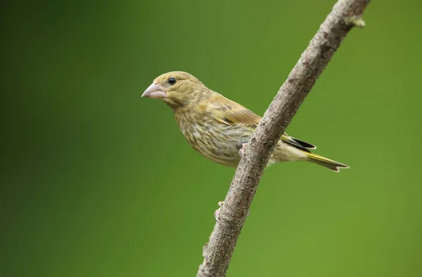 Beautiful Young Male Greenfinch Carduelis Chloris Perched Branch — Stock Photo, Image