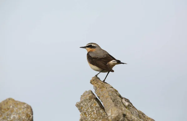 Oszałamiający Samiec Wheatear Oenanthe Enanthe Usiadł Skale — Zdjęcie stockowe