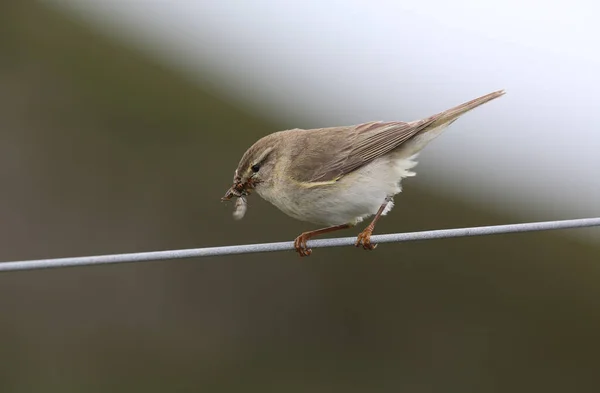 Bonito Willow Warbler Phylloscopus Trochilus Encaramado Alambre Con Comida Pico — Foto de Stock