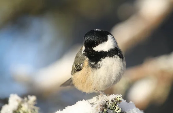 Coal Tit Periparus Ater Perched Branch Covered Lichen Covering Snow — 스톡 사진