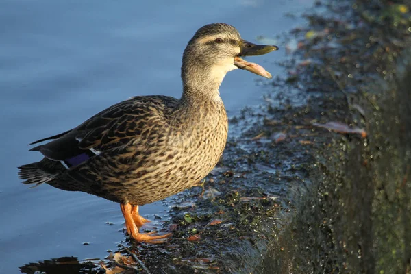 Quacking Hona Mallard Duck Anas Platyrhynchos Står Kanten Brant Sidled — Stockfoto