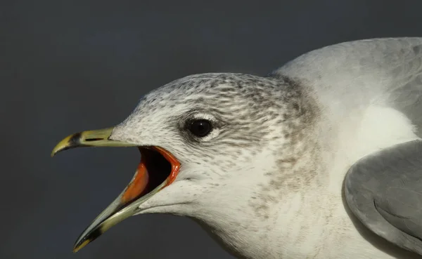 Egy Közönséges Sirály Larus Canus Fejképe Nyitott Csőrrel — Stock Fotó