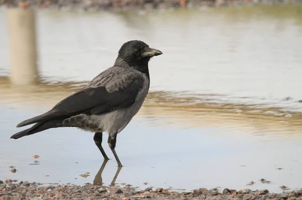 Corvo Com Capuz Corvus Cornix Uma Poça — Fotografia de Stock