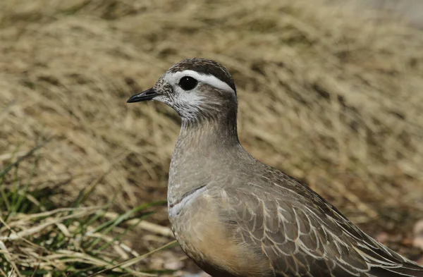 Een Zeldzame Dotterel Charadrius Morinellus Schotse Hooglanden — Stockfoto