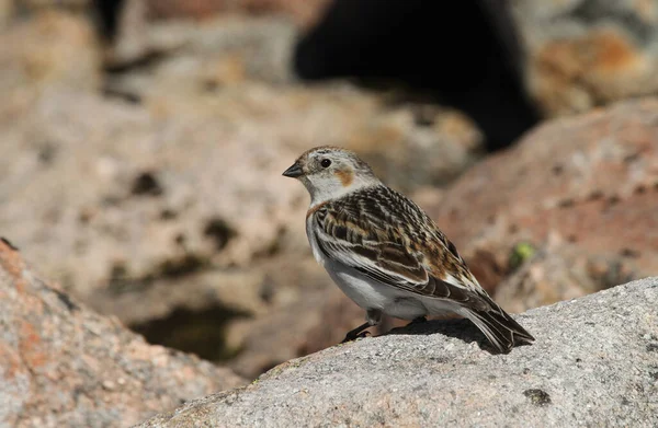 Kvinnlig Snö Bunting Plectrophenax Nivalis Sommar Fjäderdräkt Högt Skotska Bergen — Stockfoto