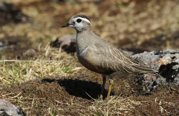 Egy Ritka Dotterel Charadrius Morinellus Skót Felföldön — Stock Fotó