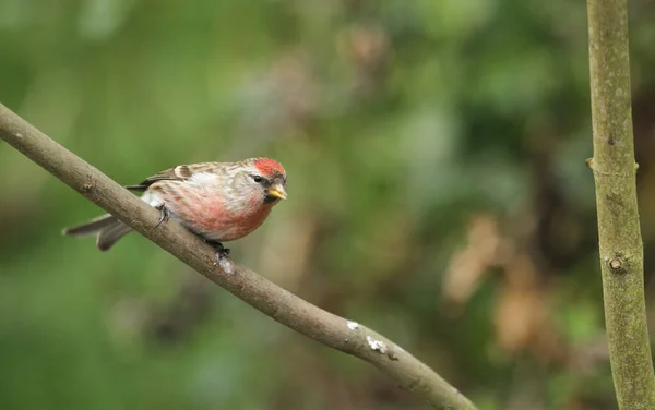 Redpoll Commun Carduelis Flammea Perché Sur Une Branche — Photo