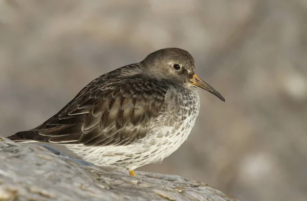 満潮時に海岸線の岩の上に美しい紫色のサンドパイパー カリドリス マリティマ が休んでいます 英国への冬の訪問鳥 — ストック写真