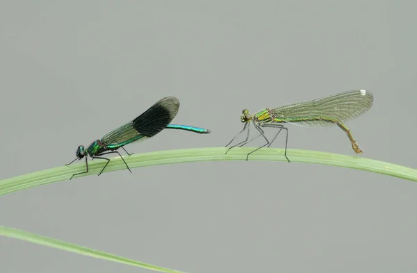 Macho Una Hembra Banded Demoiselle Calopteryx Splendens Encaramados Una Caña —  Fotos de Stock