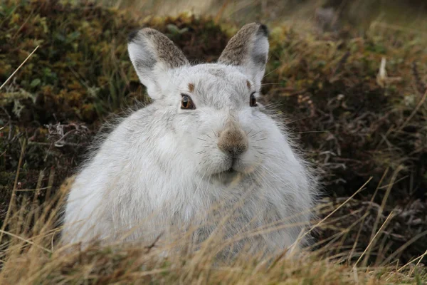 Mountain Hare Lepus Timidus Seu Casaco Branco Inverno Nas Montanhas — Fotografia de Stock