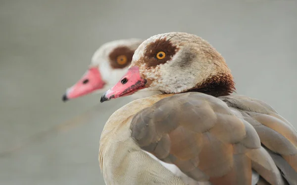 Headshot Oies Égyptiennes Alopochen Aegyptiacus — Photo