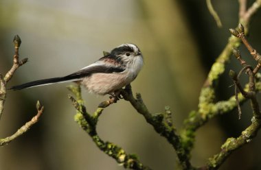 A Long-tailed Tit, Aegithalos caudatus, perched on a branch of a tree in winter.
