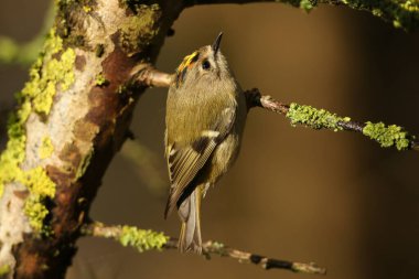 Şirin bir Goldcrest, Regulus Regulus, küçük bir dal parçası tutuyor ve bir dalın altında, liken içinde saklanan böceklerin yemesi için yukarıya bakıyor..