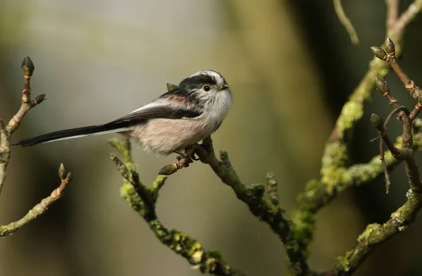 Long Tailed Tit Aegithalos Caudatus Perched Branch Tree Winter — Stok fotoğraf