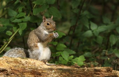 Şirin bir gri sincap (Scirius carolinensis) kütüğün üzerinde oturmuş fındık yiyor..