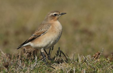 Güzel bir Wheatear, Oenanthe Oenanthe, bir tarlada duruyor. İngiltere 'ye bir yaz ziyaretçisi..